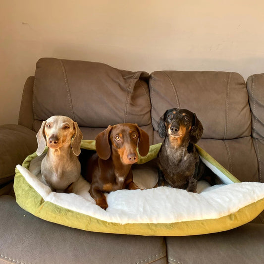 NidoCalm™ | Cama Envolvente para Perros que Buscan Calidez y Refugio