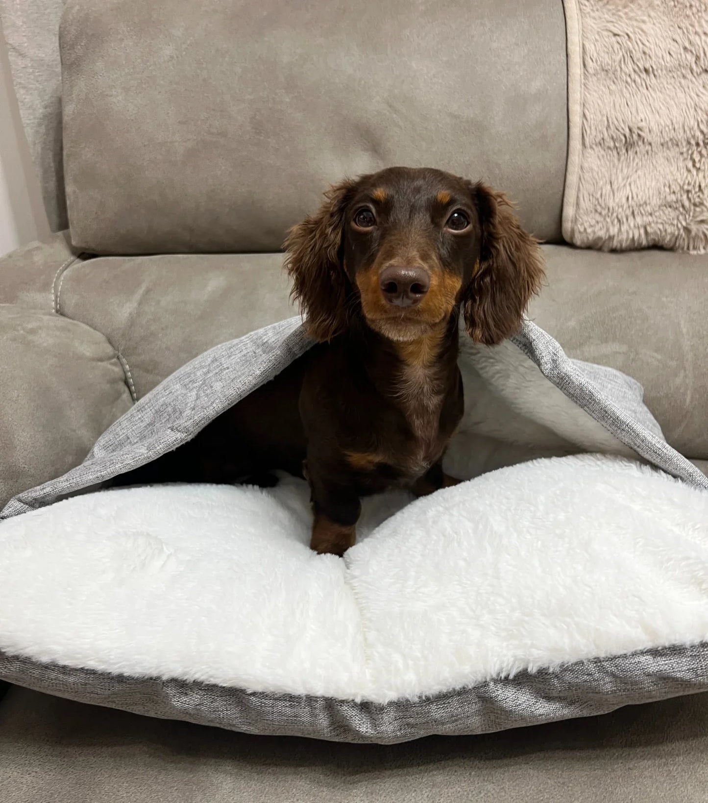 NidoCalm™ | Cama Envolvente para Perros que Buscan Calidez y Refugio